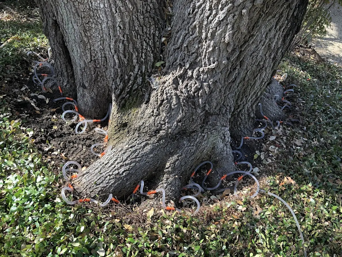 Detailed Tree Cabling and Bracing job site in Naylor