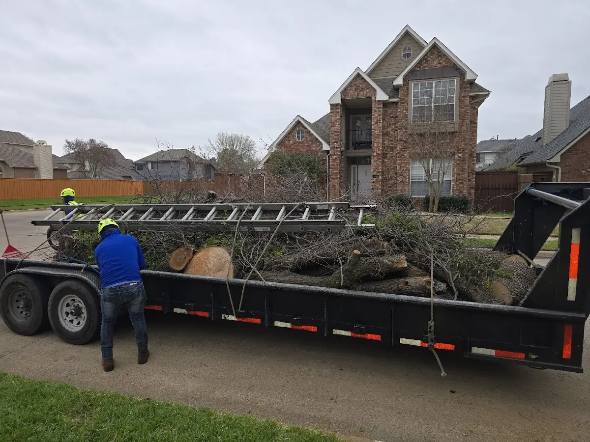 Expert Tree Pest Control with proper safety equipment in Naylor